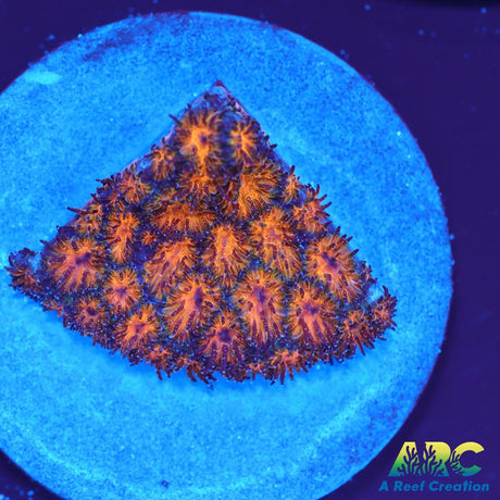 Honeycomb Leptastrea