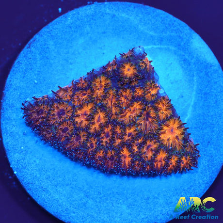 Honeycomb Leptastrea