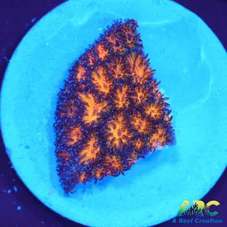 Honeycomb Leptastrea
