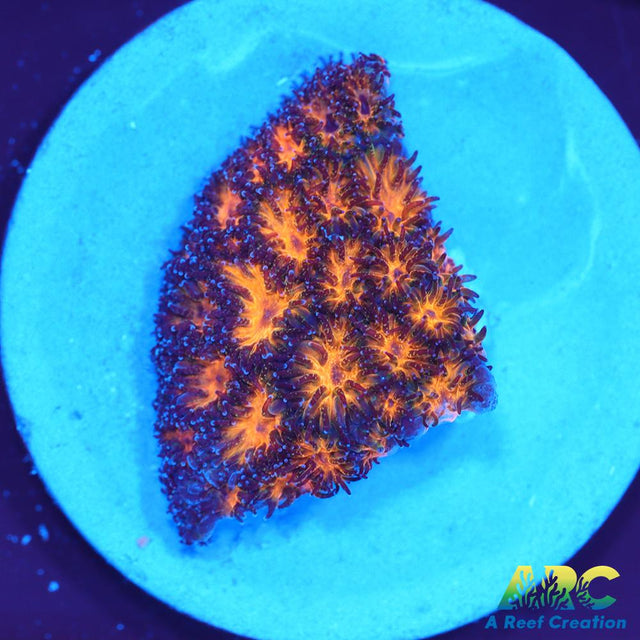 Honeycomb Leptastrea