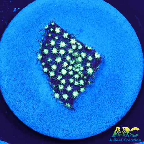 Honeycomb Leptastrea