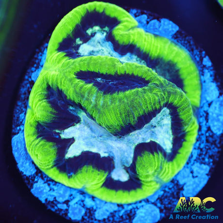 ARC Neon Platygyra