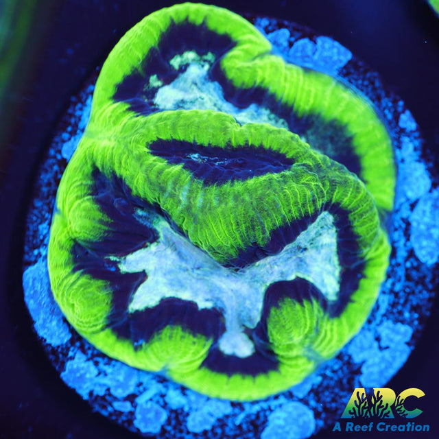 ARC Neon Platygyra