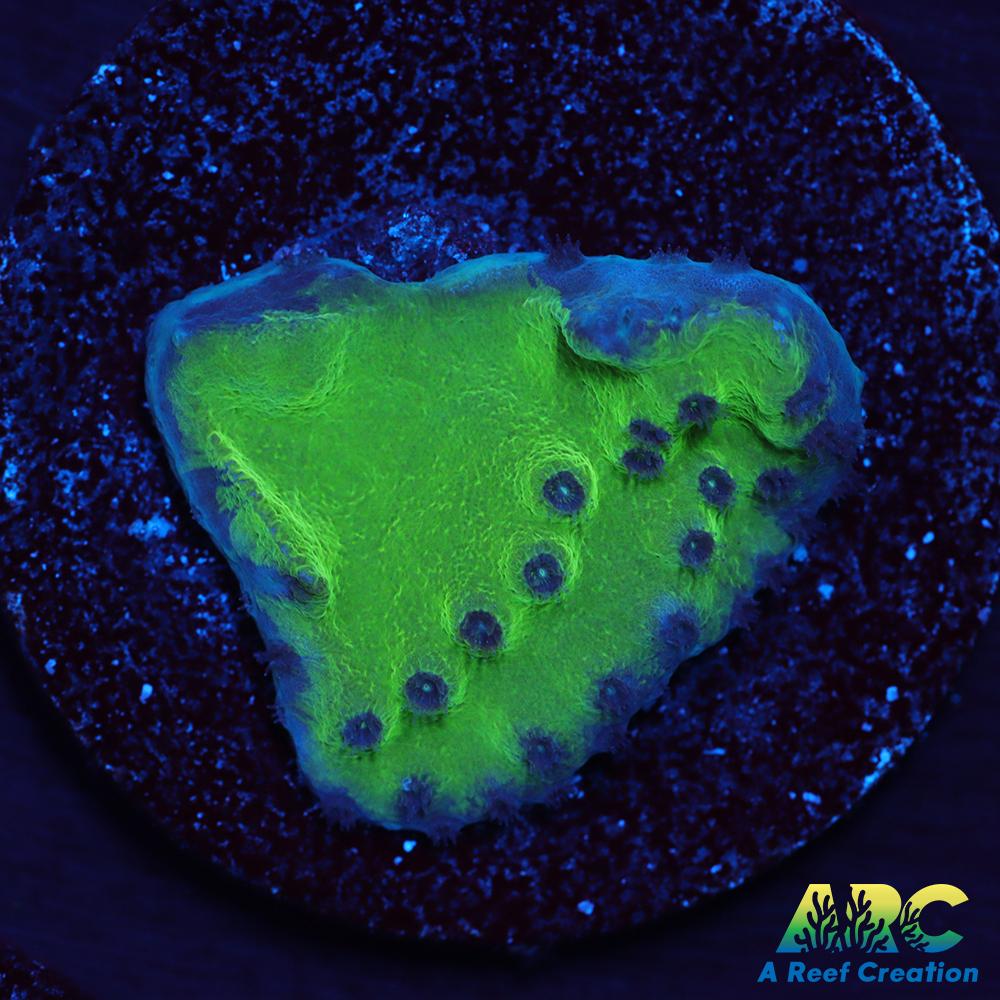 Green Turbinaria