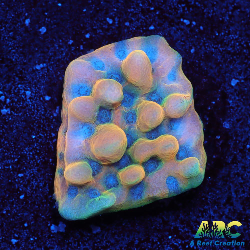 ARC Atomic Monti