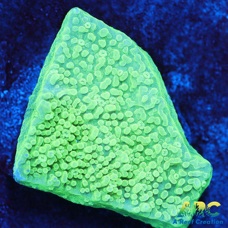 Blue Rim Monti Cap