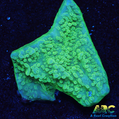 Blue Rim Monti Cap
