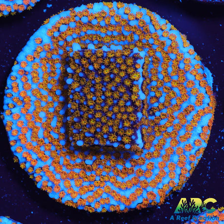 ARC Random Rainbow Monti