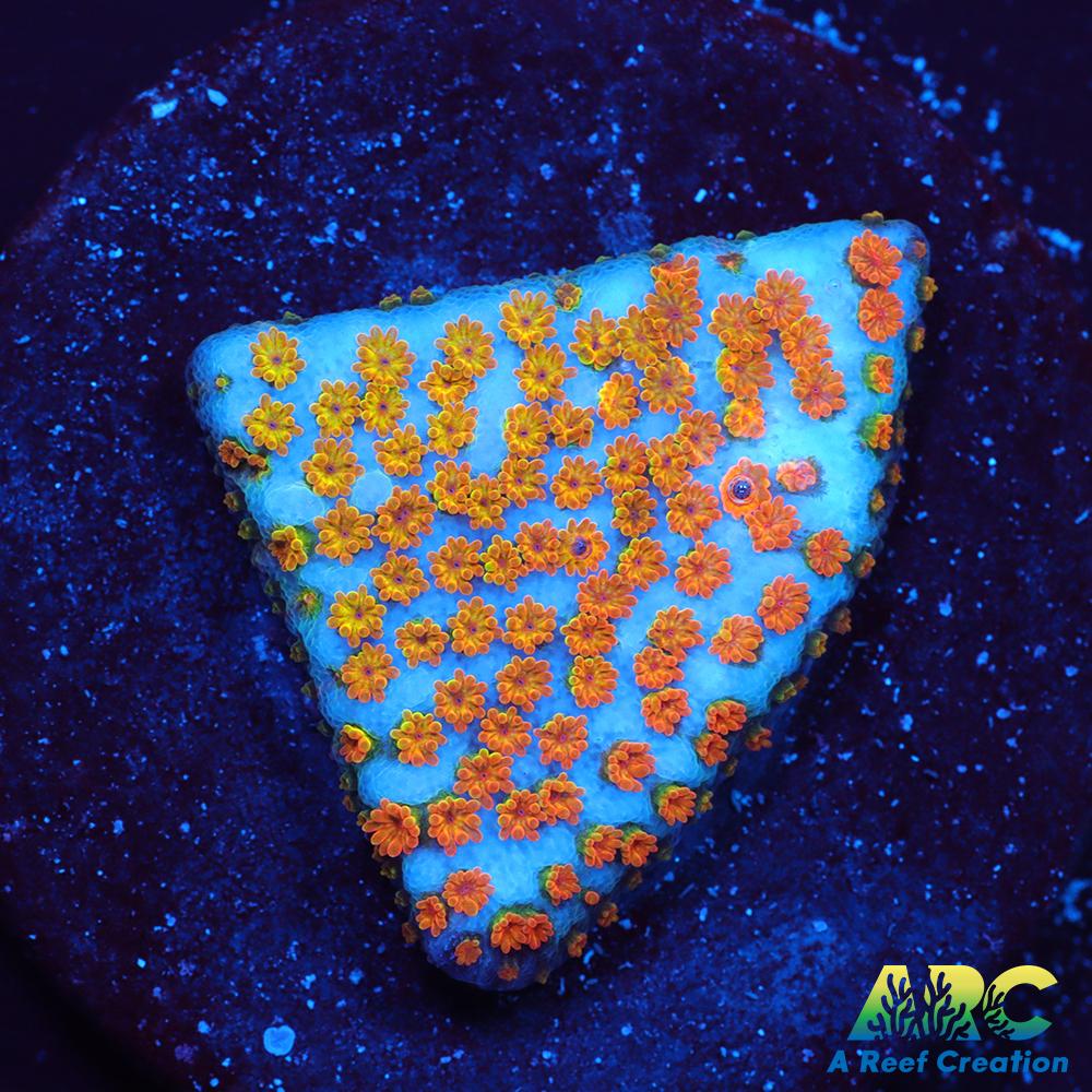 ECC Confused Rainbow Monti