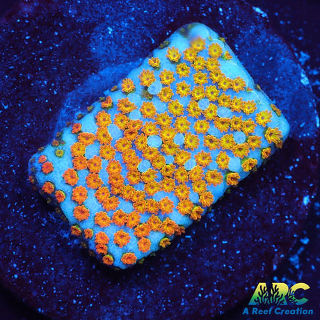 ECC Confused Rainbow Monti