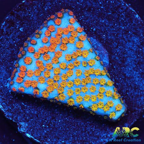 ECC Confused Rainbow Monti