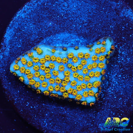 ECC Confused Rainbow Monti