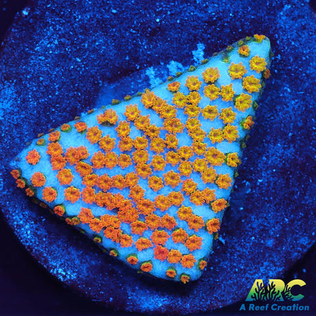 ECC Confused Rainbow Monti