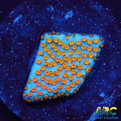 ECC Confused Rainbow Monti