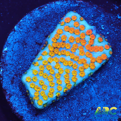 ECC Confused Rainbow Monti