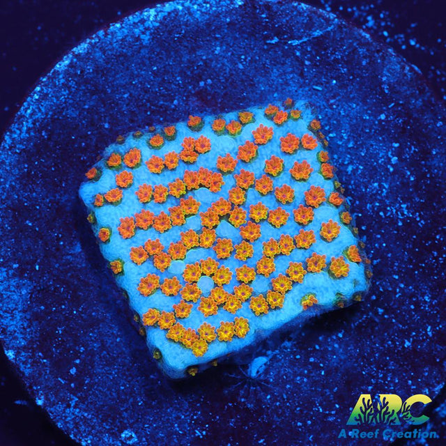 ECC Confused Rainbow Monti