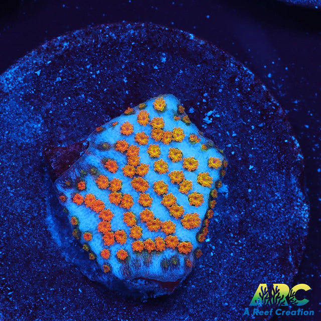 ECC Confused Rainbow Monti