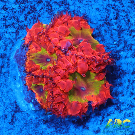 Rainbow Blasto
