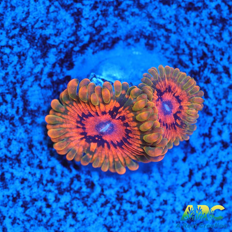 GB Grand Master Krakatoa