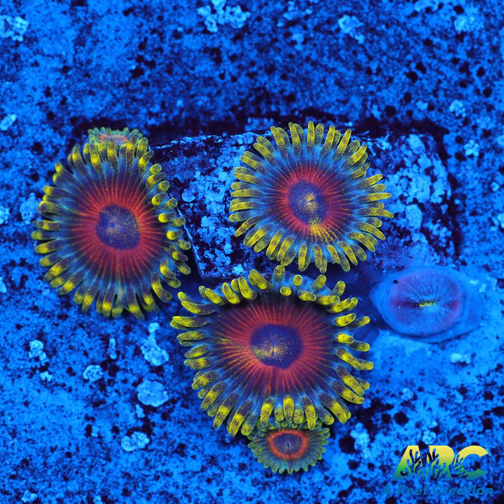 Deep Water Watermelons