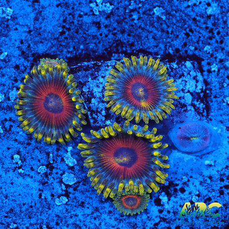 Deep Water Watermelons