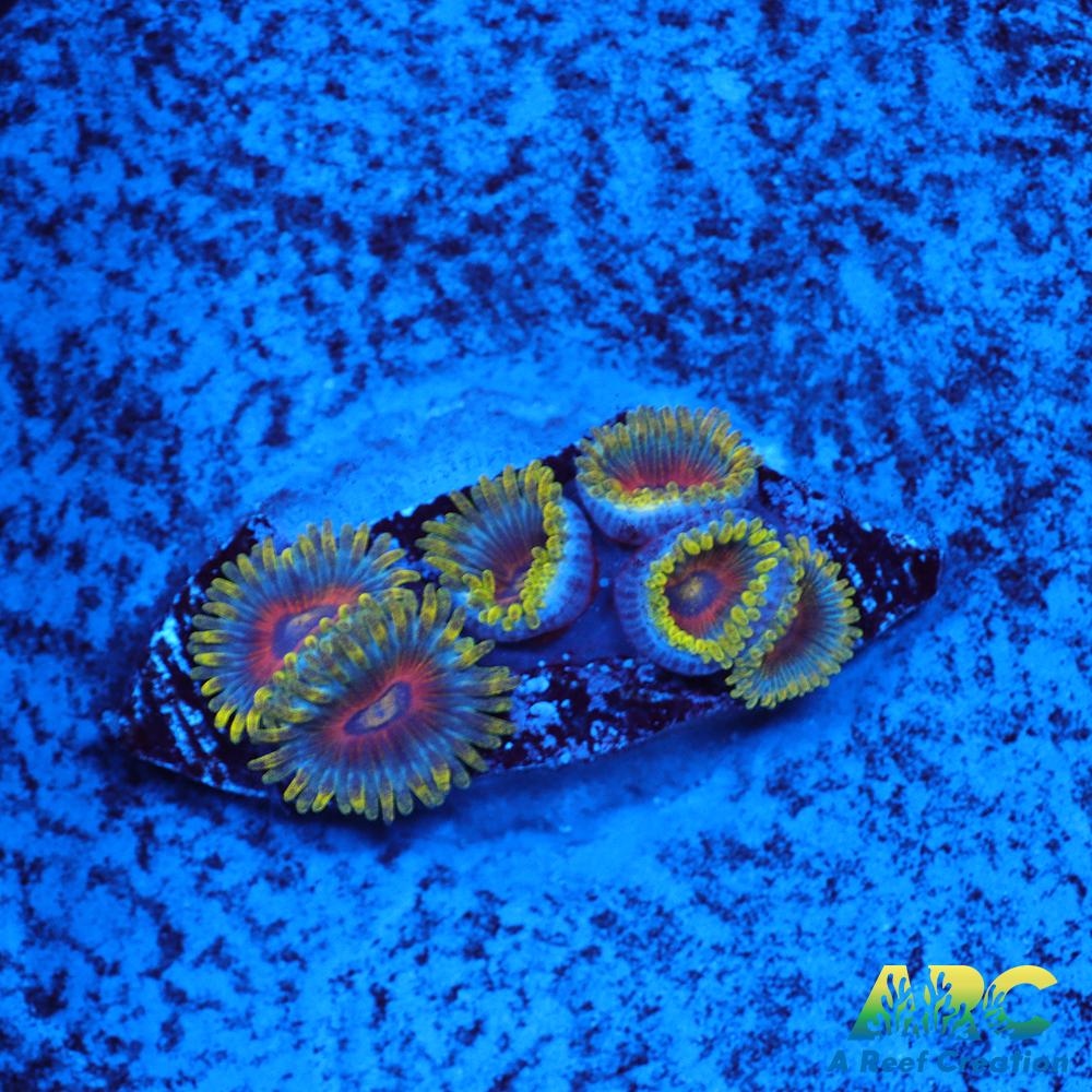 Deep Water Watermelons