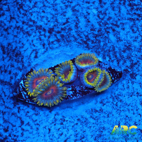 Deep Water Watermelons