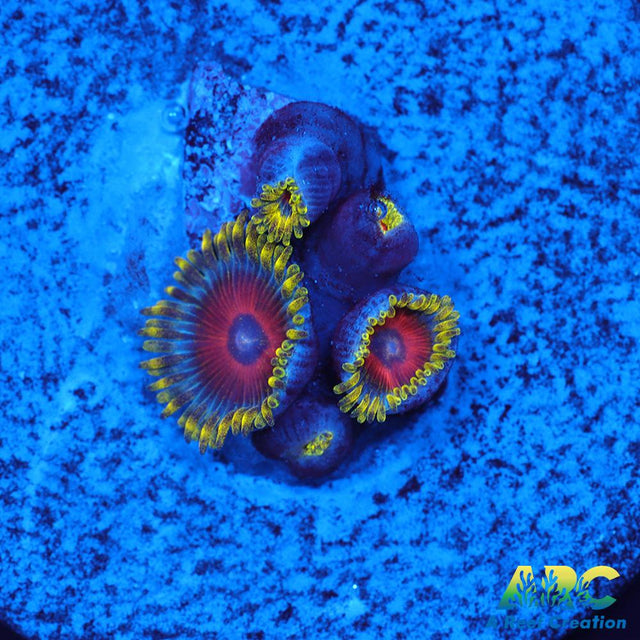 Deep Water Watermelons