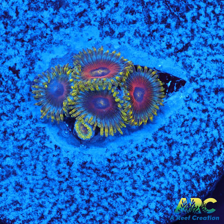 Deep Water Watermelons