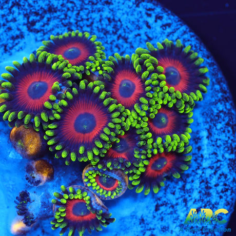 Watermelon Zoas