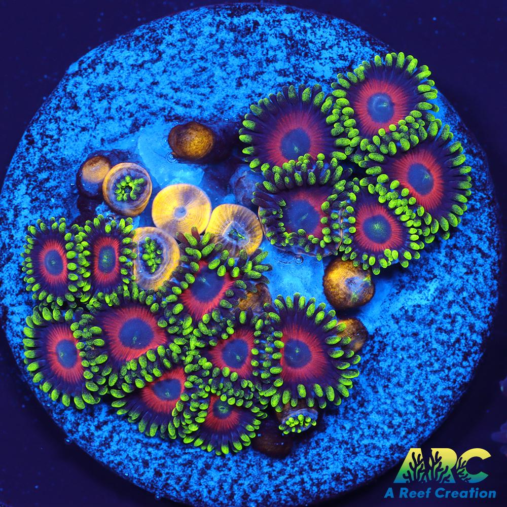 Watermelon Zoas