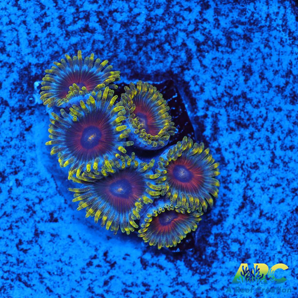 Deep Water Watermelons