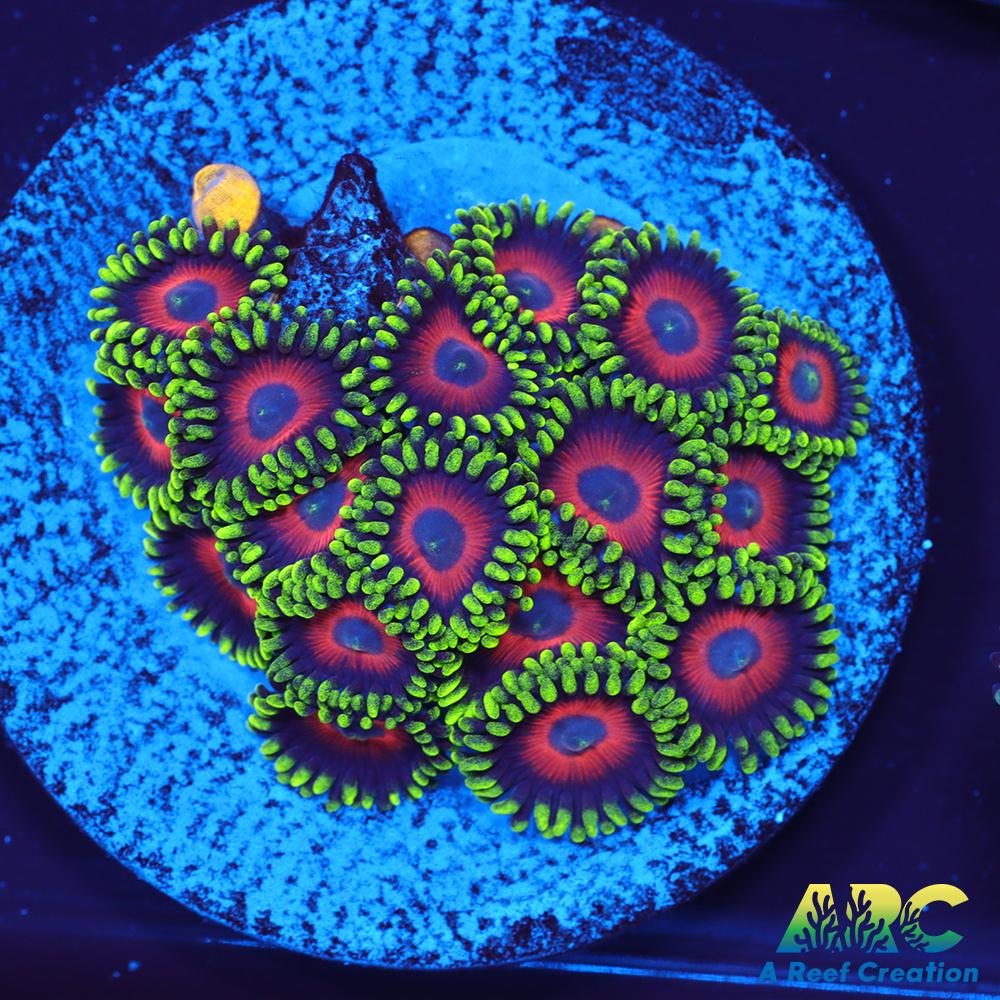 Watermelon Zoas