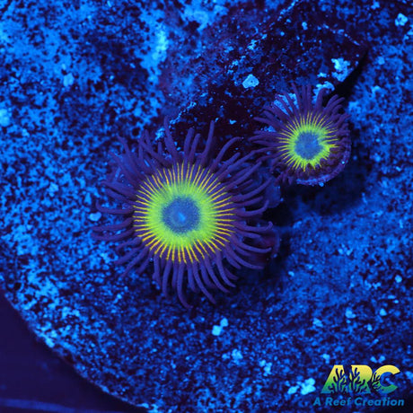 Mean Green Zoas