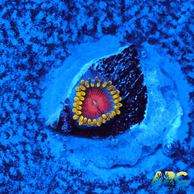 CC Spitfire Zoa