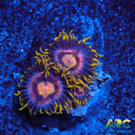 Laser Lemons