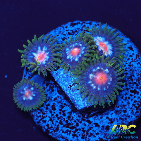 JF Stargazers