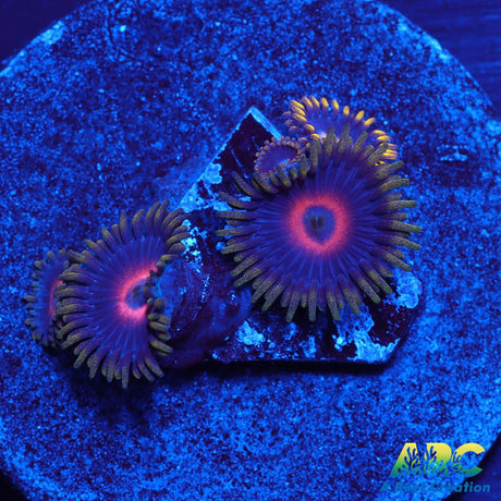 Purple Hearts
