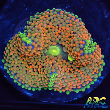 Rainbow Ricordea