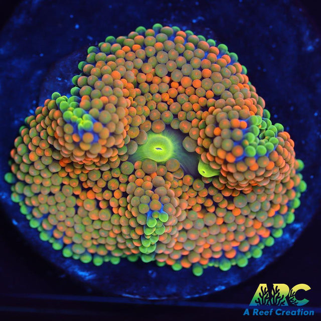 Rainbow Ricordea