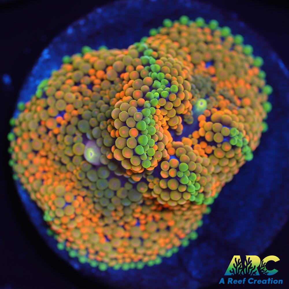 Rainbow Ricordea