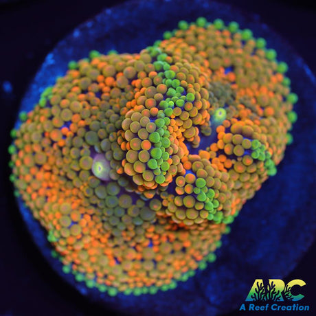 Rainbow Ricordea