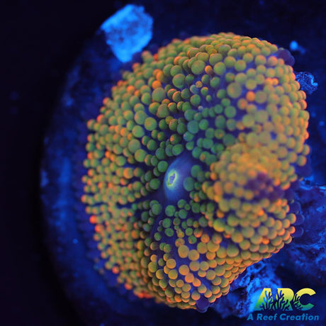 Rainbow Ricordea