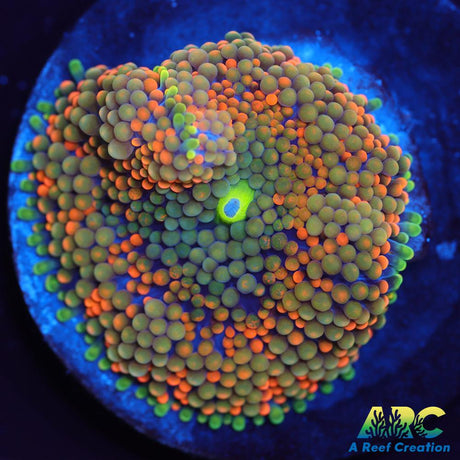 Rainbow Ricordea