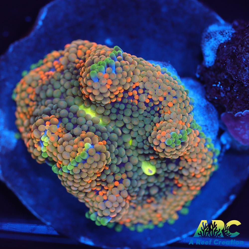 Rainbow Ricordea