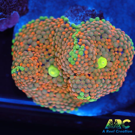 Rainbow Ricordea