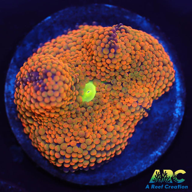 Rainbow Ricordea