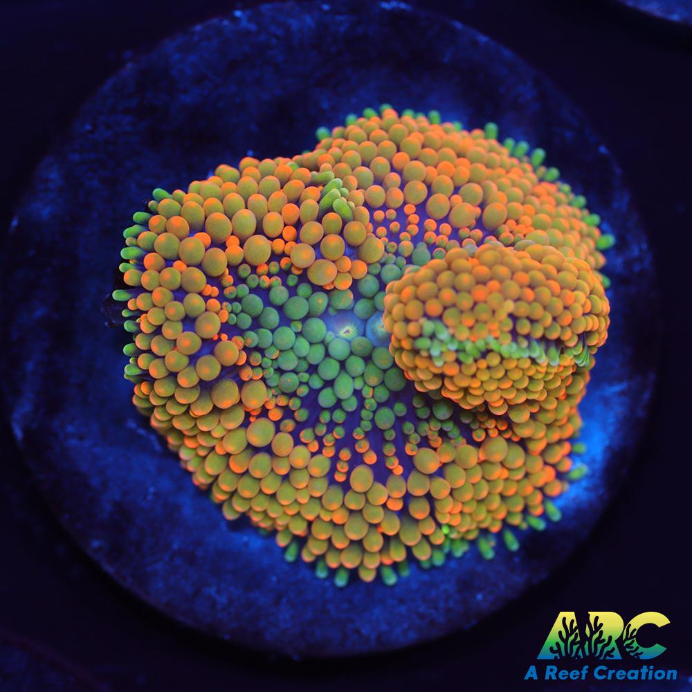 Rainbow Ricordea
