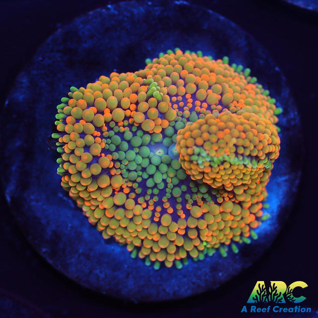 Rainbow Ricordea