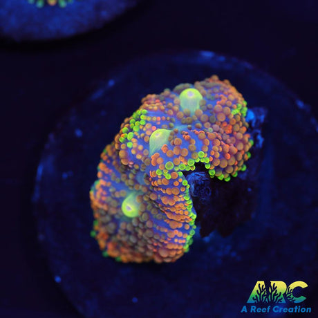 Rainbow Ricordea